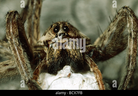 European tarantula / Lycosa narbonensis Stock Photo