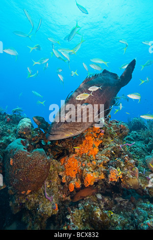 Black Grouper Mycteroperca bonaci Grand Bahama Atlantic Ocean Bahamas Stock Photo