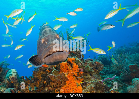 Black Grouper Mycteroperca bonaci Grand Bahama Atlantic Ocean Bahamas Stock Photo