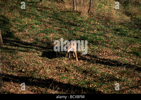 Italy, Abruzzo, Abruzzo National Park, apennine wolf Stock Photo