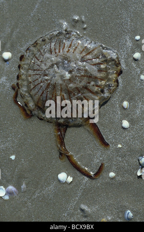 Chrysaora hysoscella / compass jellyfish