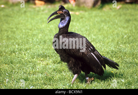 Abyssinian ground hornbill, Northern ground hornbill (Bucorvus abyssinicus). Adult standing on grass Stock Photo