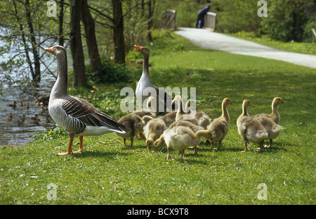 anser anser / greylag goose Stock Photo