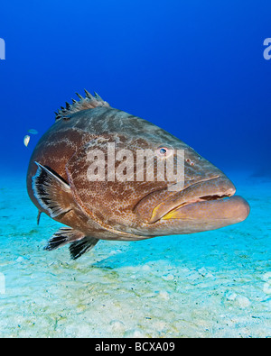 Black Grouper Carcharhinus perezi Mycteroperca bonaci Grand Bahama Atlantic Ocean Bahamas Stock Photo