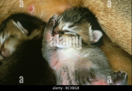 Abyssinian cat. Kitten sleeping (one week old) next to mother and sibling Stock Photo