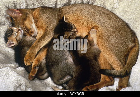 Abyssinian cat. Mother with kittens sleeping on a blanket Stock Photo