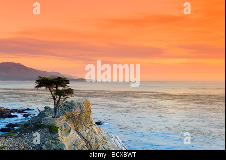 USA California Monterey Peninsula 17 mile drive Lone Cypress Stock Photo