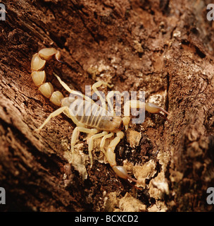 androctonus australis / fat-tailed scorpion Stock Photo