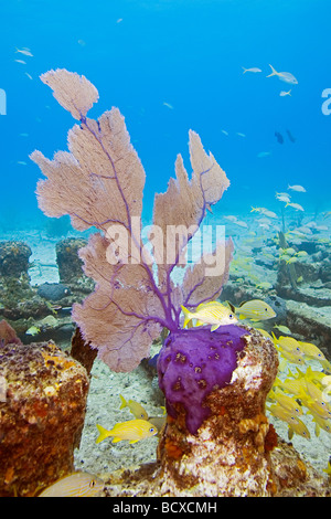 Sea Fan growing on Sugar Wreck Gorgonia sp West End Atlantic Ocean Bahamas Stock Photo