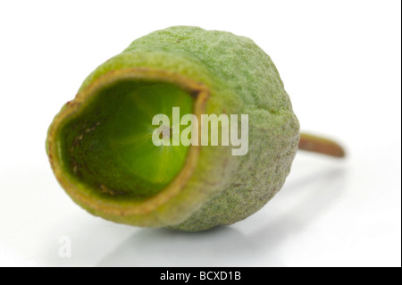Eucalyptus gum nuts isolated against a white background Stock Photo
