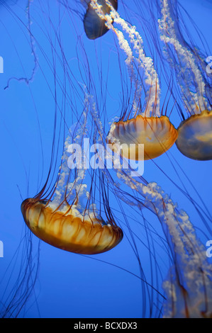 USA California Monterey Bay Acquarium Pacific Sea Nettle Jellyfish Chrysaora quinquecirrha Stock Photo