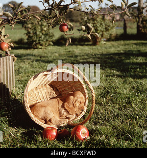 English Cocker Spaniel sleeping in a basket in an apple orchard Stock Photo