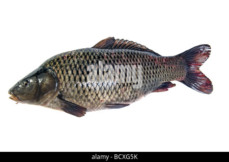 Boilies Big Carp Fishing Bait Isolated Stock Photo 464758418