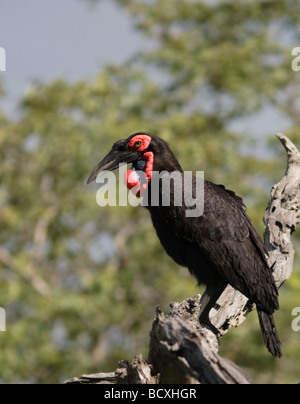 Southern Ground Hornbill (Bucorvus Leadbeateri ) sitting on a tree in National Kruger Park South Africa. Stock Photo