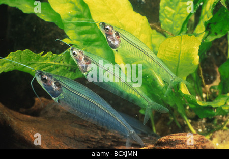 Glass Catfish (Kryptopterus bicirrhis), group in an aquarium Stock Photo