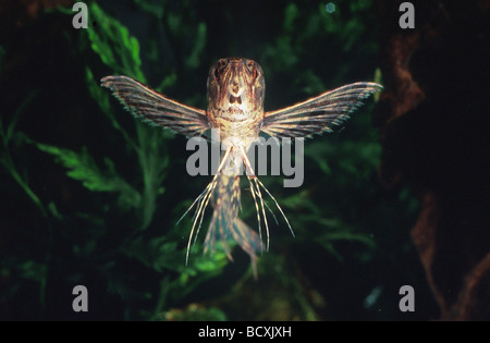 African butterflyfish (Pantodon buchholzi), Adult underwater in an aquarium Stock Photo