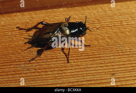 House Cricket, Domestic Cricket, Domestic Gray Cricket (Acheta domestica) Stock Photo
