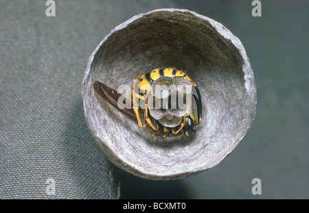 polistes gallicus / paper wasp Stock Photo