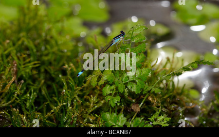 DAMSEL FLY, COMMON ISCHNURA, ISCHNURA ELEGANS Stock Photo