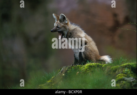 chrysocyon brachyurus / maned wolf Stock Photo
