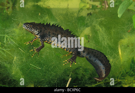 triturus cristatus / warty newt , crested newt Stock Photo