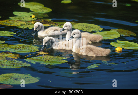 cygnus olor / Mute swan Stock Photo