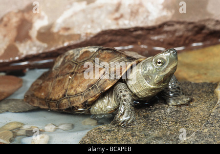 Reeves turtle / Chinese three-keeled pond turtle / Chinemys reevesii Stock Photo