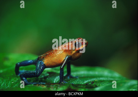 dendrobates pumilio / strawberry poison-arrow frog Stock Photo