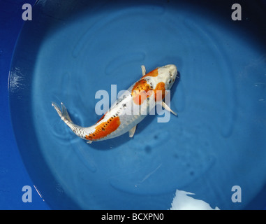 Doitsu Kujaku - Koi Stock Photo