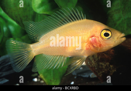 Midas Cichlid (Amphilophus citrinellus) in an aquarium Stock Photo