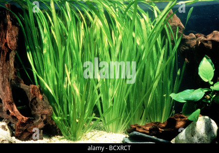 Straight Vallis / Vallisneria spiralis in an aquarium Stock Photo