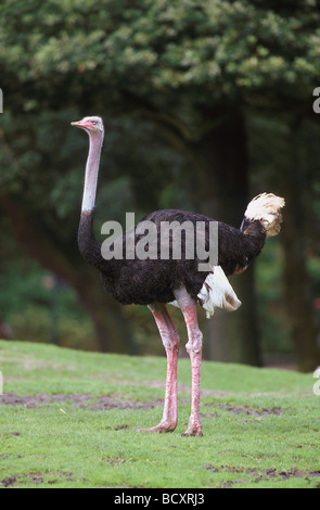 African Ostrich (Struthio camelus). Male standing on grass Stock Photo