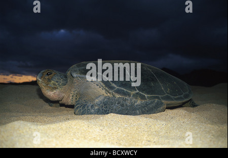 chelonia mydas / green turtle Stock Photo