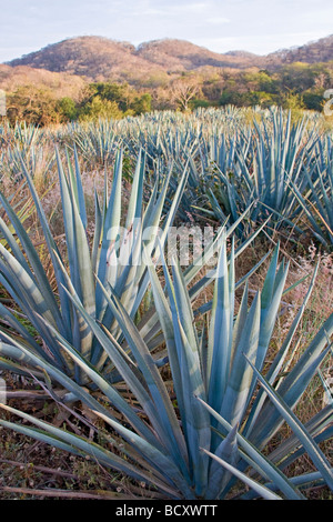 Blue agave plants used to make tequila like drink near ...