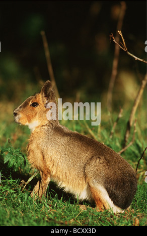 Patagonian cavy / Dolichotis patagonum Stock Photo