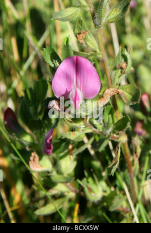 Rest-harrow, Ononis repens, Fabaceae Stock Photo