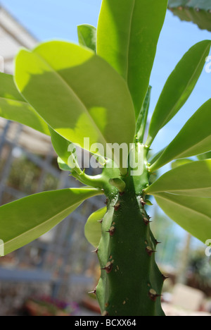 Euphorbia Neriifolia Cristata Indian spurgetree or hedge euphorbia Stock Photo