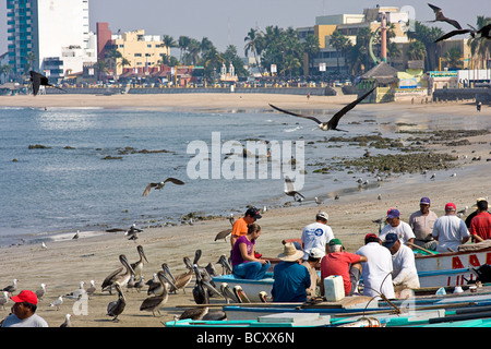 Fishermen clean fresh fish in the morning while pelicans  crowd in for scraps  on the beach of the Malecon in Mazatlan, Mexico Stock Photo