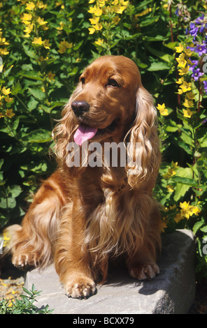 Cocker Spaniel sitting in garden in front of pink flower bush, watching ...
