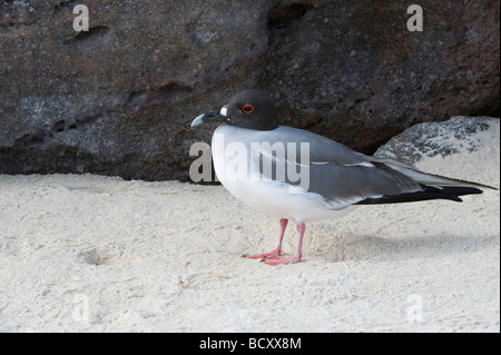 Swallow-tailed Gull (Larus furcatus) adult Darwin Bay Genovesa Galapagos Ecuador Pacific Ocean South America May Stock Photo
