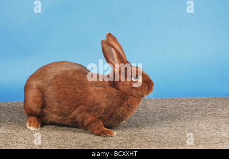 red New Zealand rabbit - cut out Stock Photo