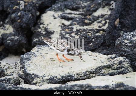 Ruddy Turnstone (Arenaria interpres) feeding on the shore Darwin Bay Genovesa Galapagos Ecuador Pacific Ocean Stock Photo