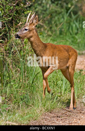 Roe Deer Stag (capreolus capreolus) at Titchfield Haven, Hampshire Stock Photo