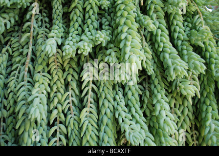 Sedum morganianum commonly called burro's tail or donkey tail
