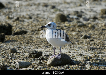 Swallow-tailed Gull (Creagrus furcatus) immature Darwin Bay Genovesa Galapagos Ecuador Pacific Ocean Stock Photo