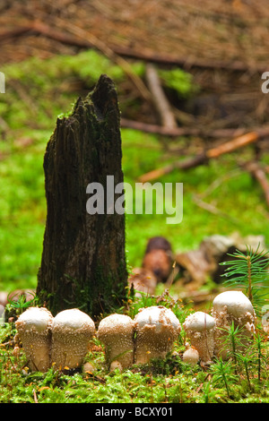 Puffballs hi-res stock photography and images - Alamy