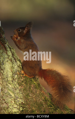 Sciurus vulgaris / European red squirrel - eating nut - Stock Photo