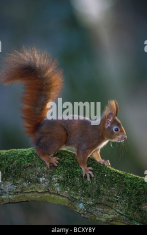 Sciurus vulgaris / European red squirrel - at the side , standing on a bough - Stock Photo