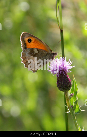 Gatekeeper or Hedge Brown Butterfly, Pyronia tithonus, Nymphalidae (Satyridae). Stock Photo