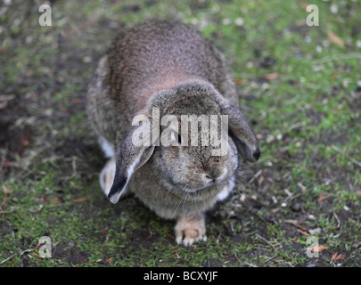 Grey Dwarf Lop-Eared Rabbit Stock Photo